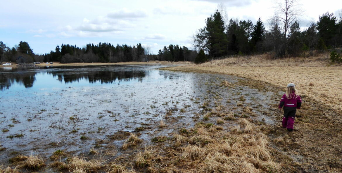 Gäddvåtmarker ger fler gäddor i Östersjön